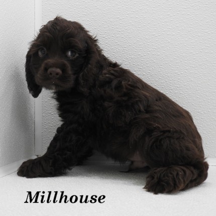 puppy, for, sale, Cocker Spaniel, Joe & Cherri  Overlease, dog, breeder, Miller, MO, dog-breeder, puppy-for-sale, forsale, nearby, find, puppyfind, locator, puppylocator, aca